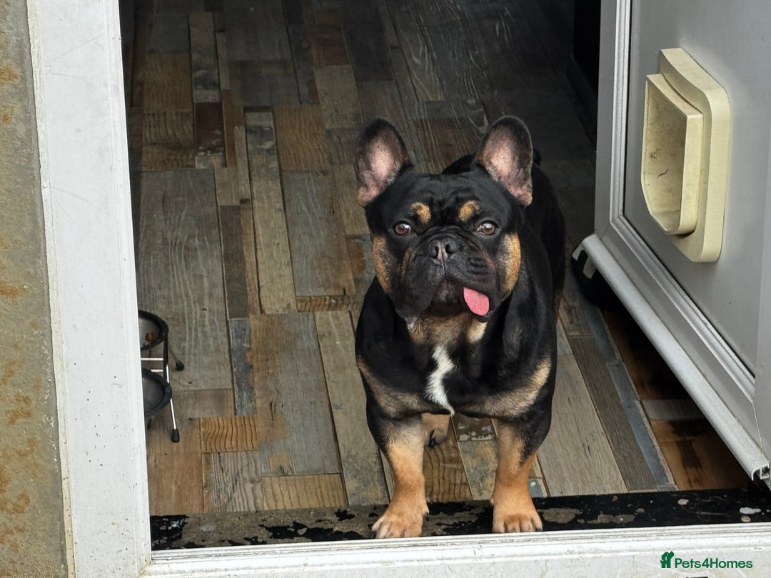 French Bulldog dogs for sale: Kylo needs a new home  - Image 1