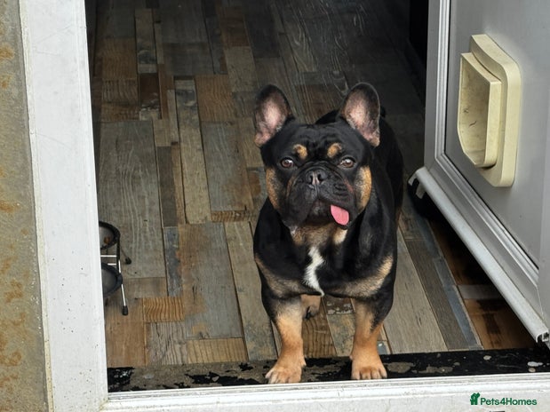French Bulldog dogs - Advert 13