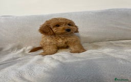 Cockapoo dogs for sale: 1 outstanding boy available  - Image 1