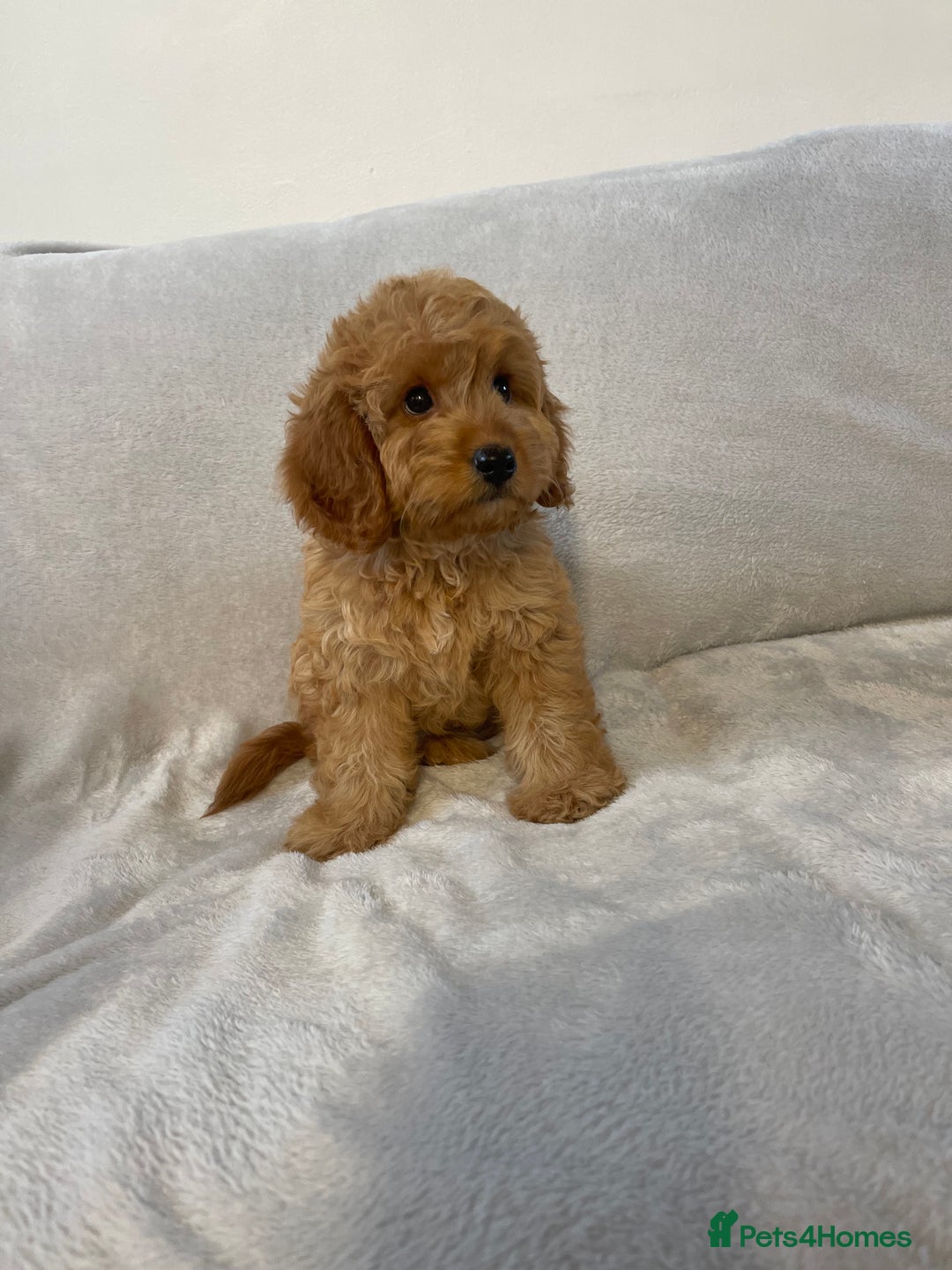 Cockapoo dogs for sale: 1 outstanding boy available  - Image 1