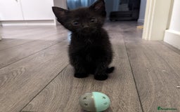 British Shorthair cats for sale: Black Slightly Fluffy Kittens  - Image 4