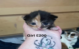British Shorthair cats for sale: Beautiful kittens  - Image 2