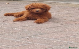 Toy Poodle dogs for sale: Full Asian poodle  - Image 5