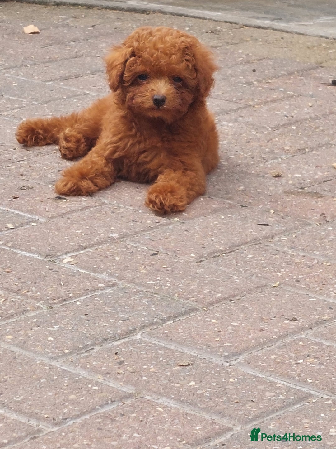 Toy Poodle dogs for sale: Full Asian poodle  - Image 5