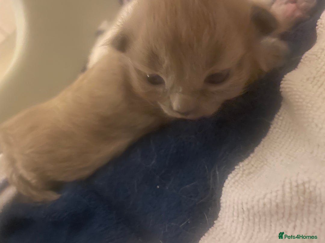Balinese cats for sale: 🐾2 Gorgeous cubs🐾Need Forever Homes Only 🏡 - Image 4