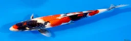 Koi Carp fish for sale: Japanese Koi - Top Quality - Advert 4