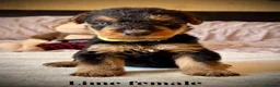 Airedale Terrier dogs for sale: ADORABLE KC REGISTERED AIREDALE PUPS - Advert 15