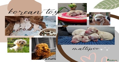 Maltipoo dogs - Advert 9