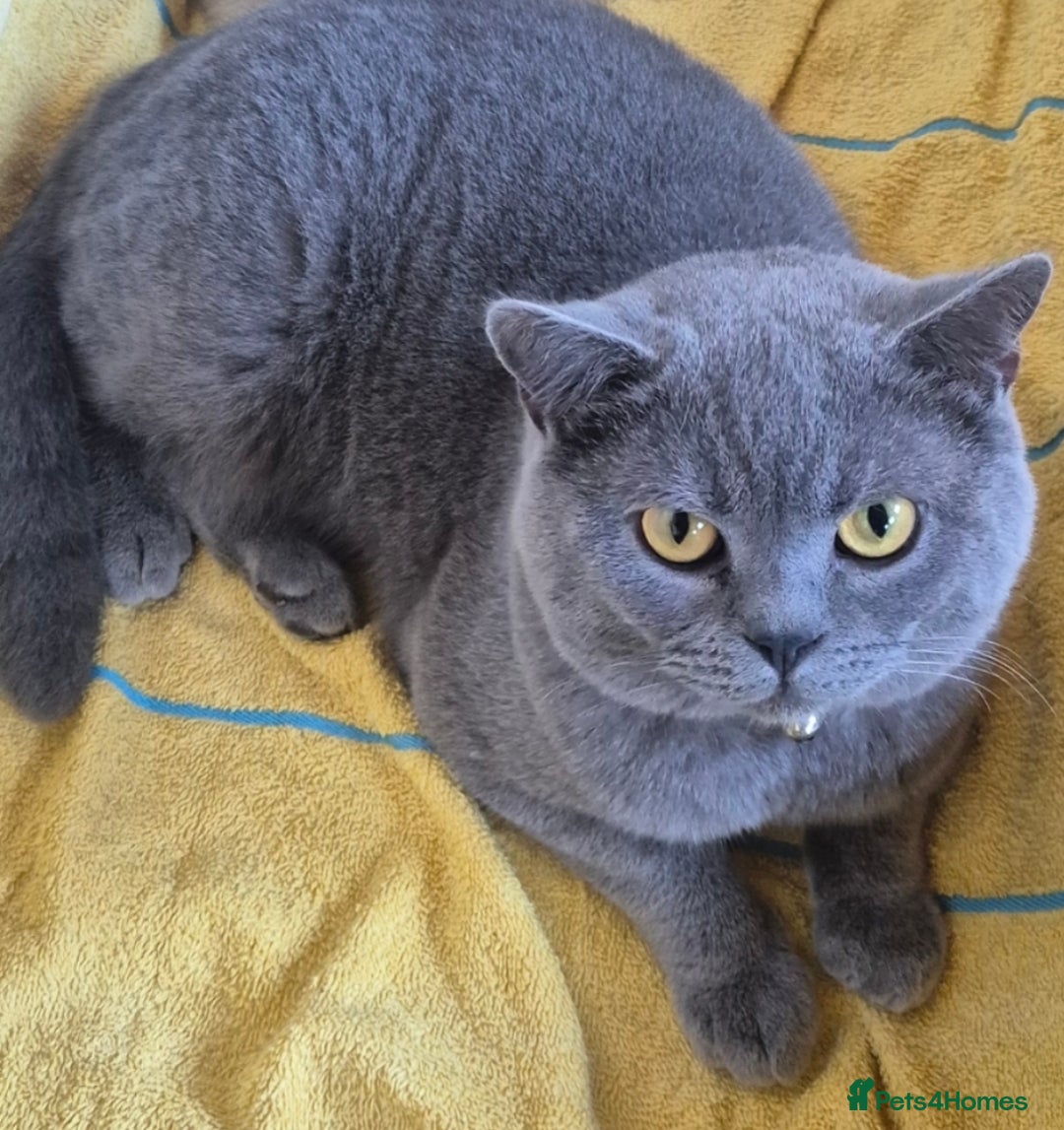 Bengal cats for sale: Bengal x British short hair - Advert 26