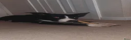 Border Collie dogs for sale: Border collie, Koby - Advert 8