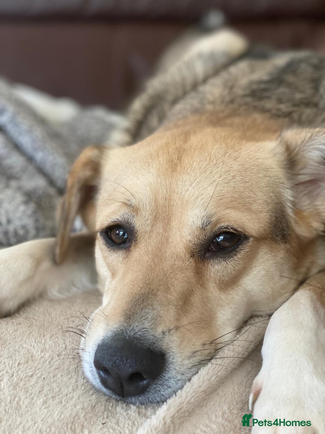 Mixed Breed dogs for adoption: Winter ❄️  - Image 10