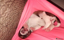 Mixed Breed dogs for sale: Stunning litter of 8 - Image 11