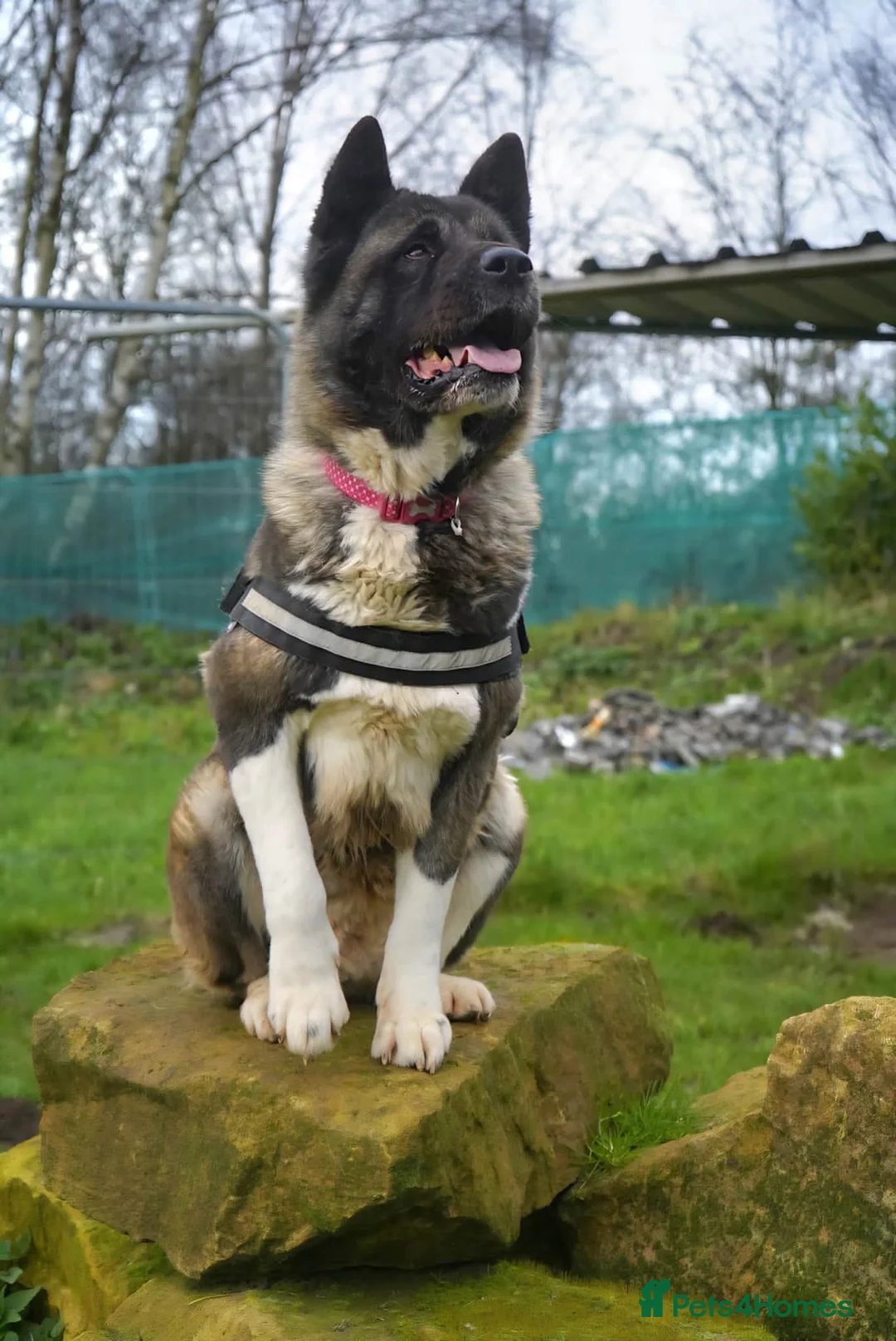 Akita dogs for adoption: Kita age 5 - Advert 6