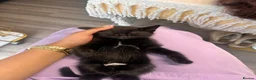 Bombay cats for sale: Beautiful Kittens Ready for Loving Homes - Advert 4