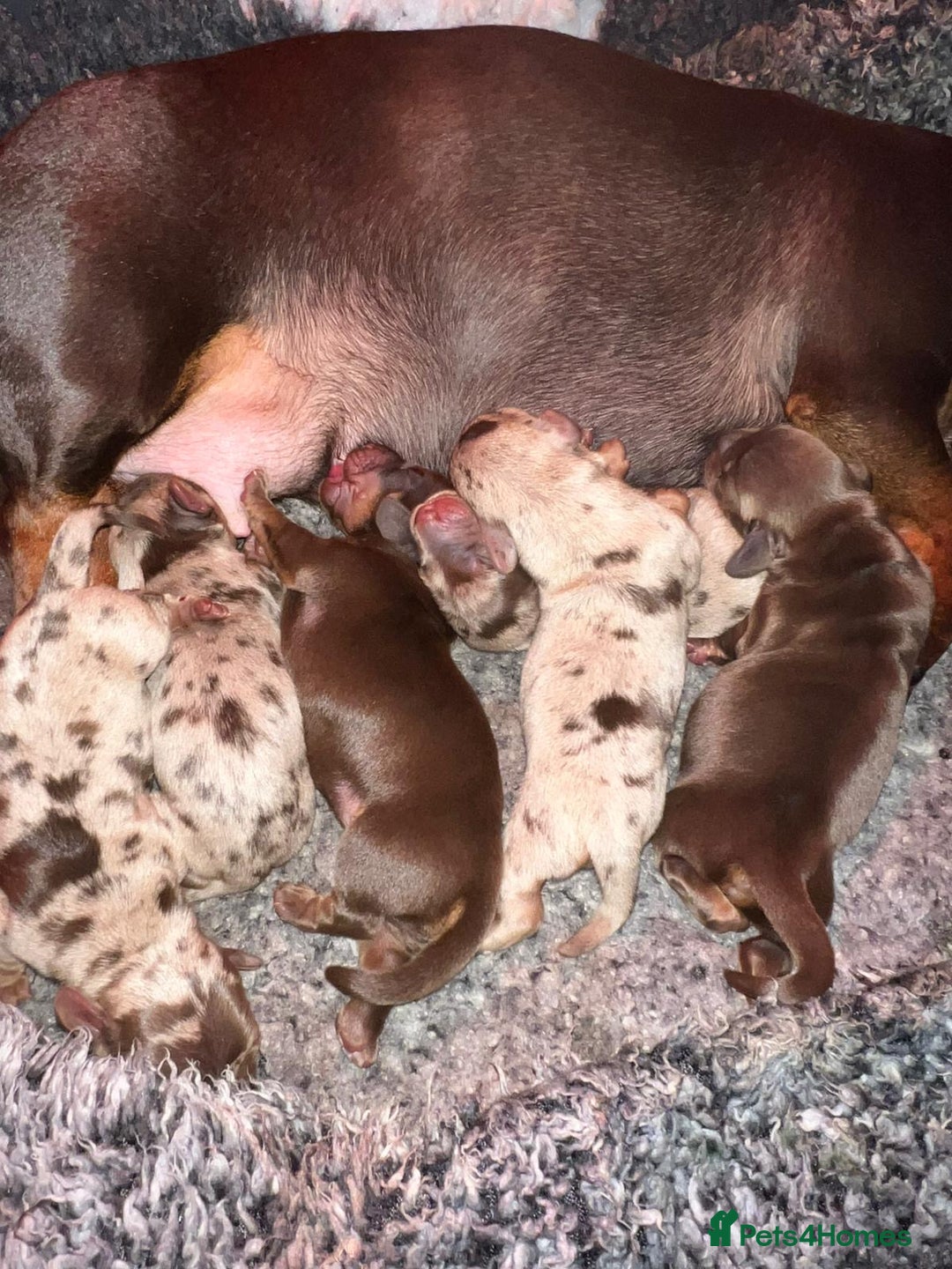 Miniature Dachshund dogs for sale: BEAUTIFUL KC MINI DACHSHUND READY TO LEAVE 23/12   - Advert 12