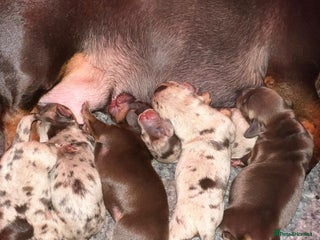 Miniature Dachshund dogs BEAUTIFUL KC MINI DACHSHUND READY TO LEAVE 23/12 - Advert 4