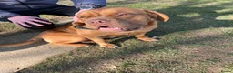 Dogue De Bordeaux dogs for sale: Dogue de Bordeaux pups in Croydon - Advert 4