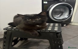 Mixed Breed cats for sale: British Short hair mixed breeds  - Advert 5