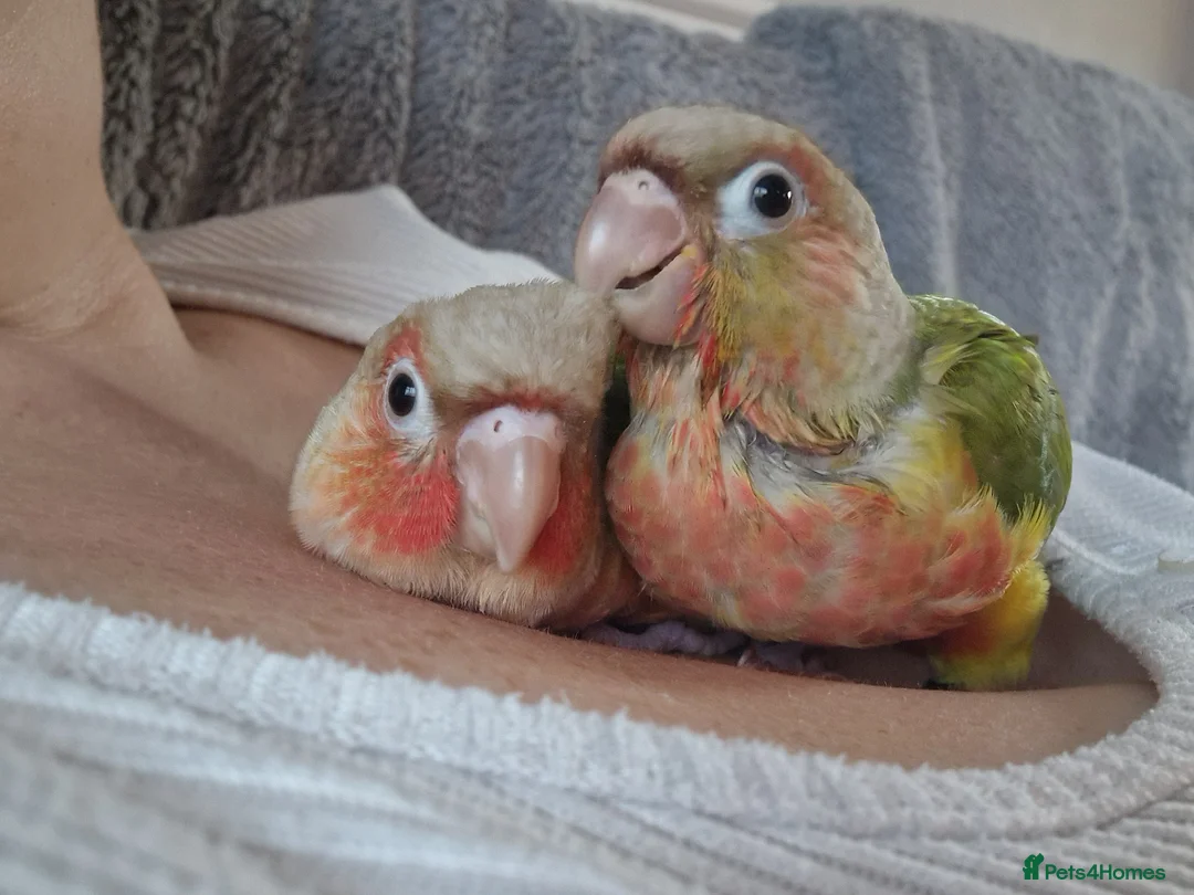 Conures birds for sale: Beautiful fully hand reared conure baby's  - Advert 35