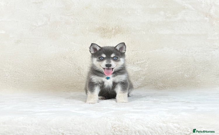 Pomsky dogs - Advert 2