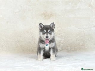 Pomsky dogs Stunning blue eyes F3 Pomsky puppies for sale - Advert 8