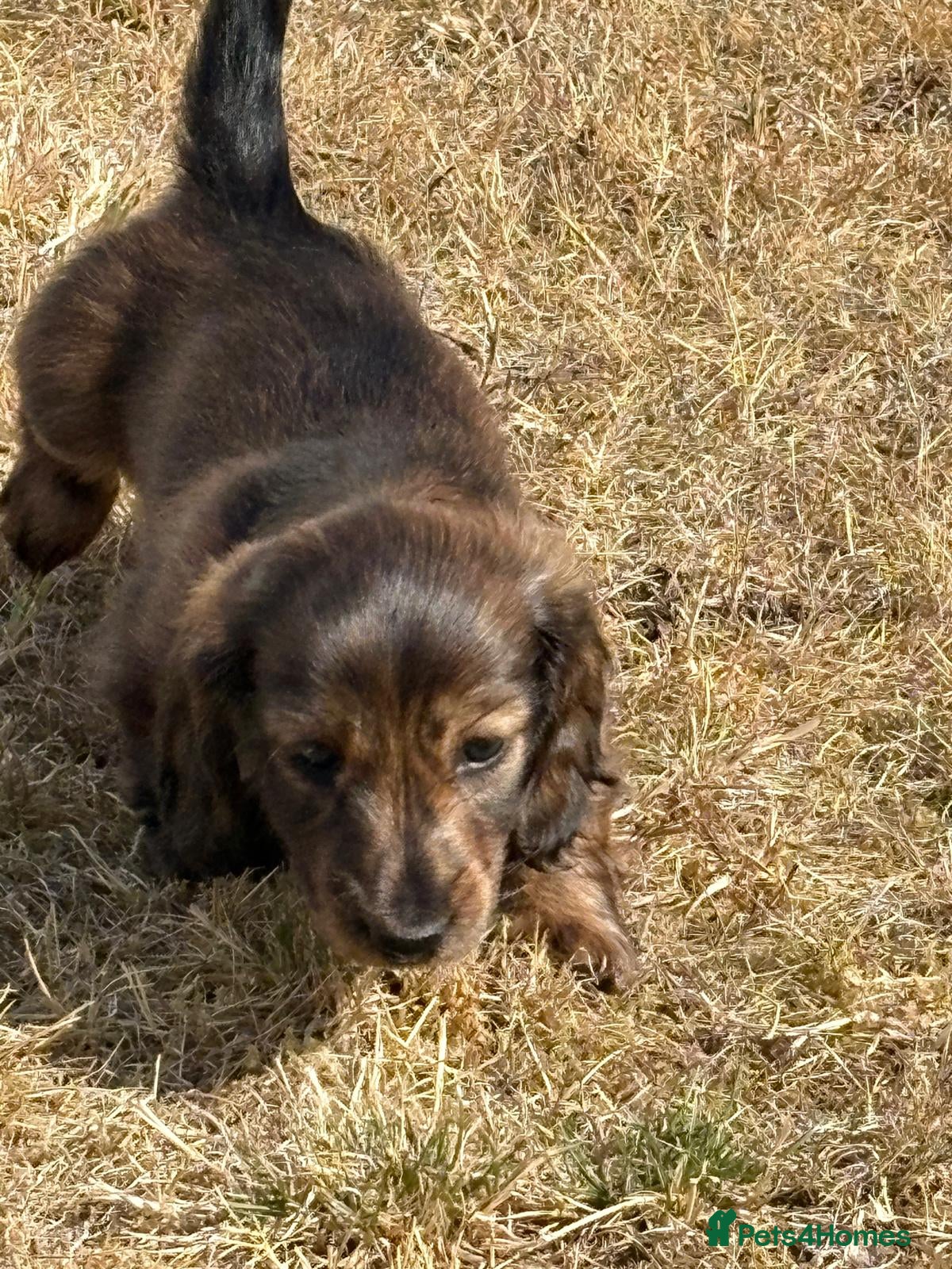Dachshund dogs KC Reg, Champion Bloodline, Female Mini Dachshund - Advert 2