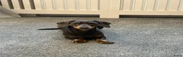 Miniature Dachshund dogs for sale: Beautiful 2 year old mini dachshund blue and tan - Advert 1