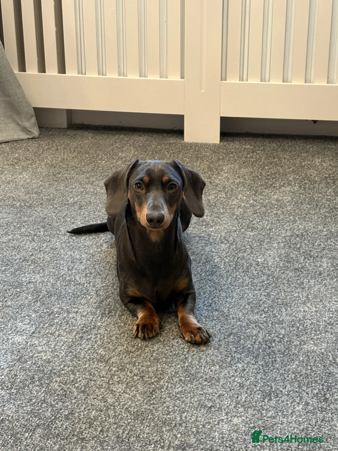 Miniature Dachshund dogs for sale: Beautiful 2 year old mini dachshund blue and tan - Advert 1