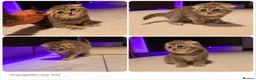 Scottish Fold cats for sale: Scotish Fold Kittens - Advert 6