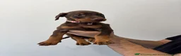 Dobermann dogs for stud: King Zeus-Proven Stud - Advert 3