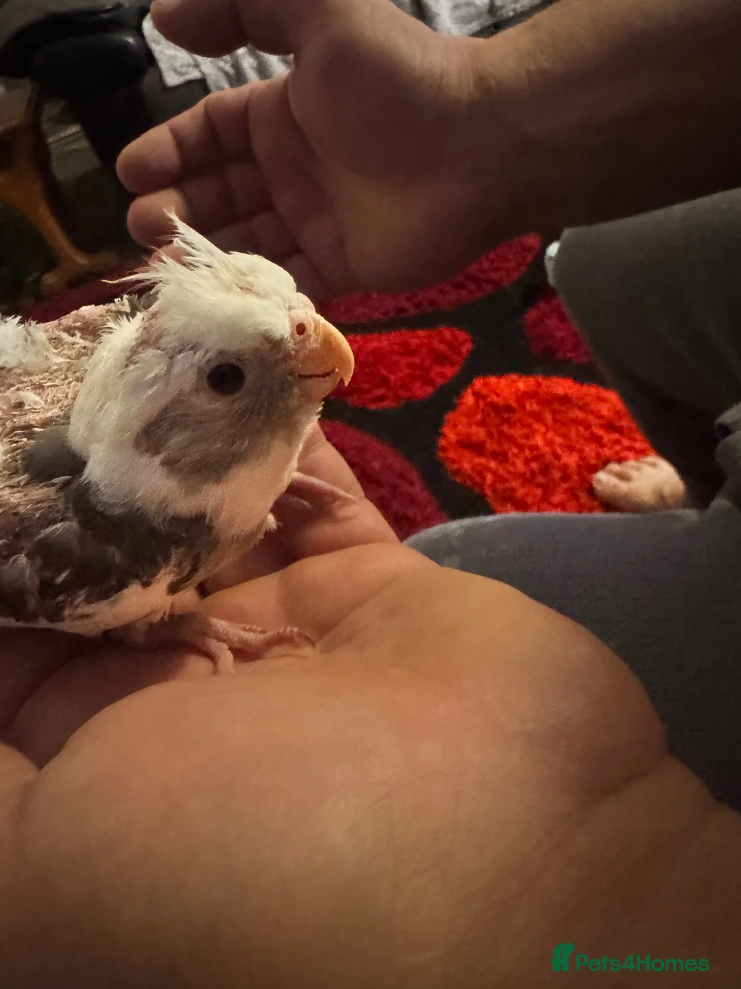 Cockatiels birds for sale: Cockatiels  - Advert 1