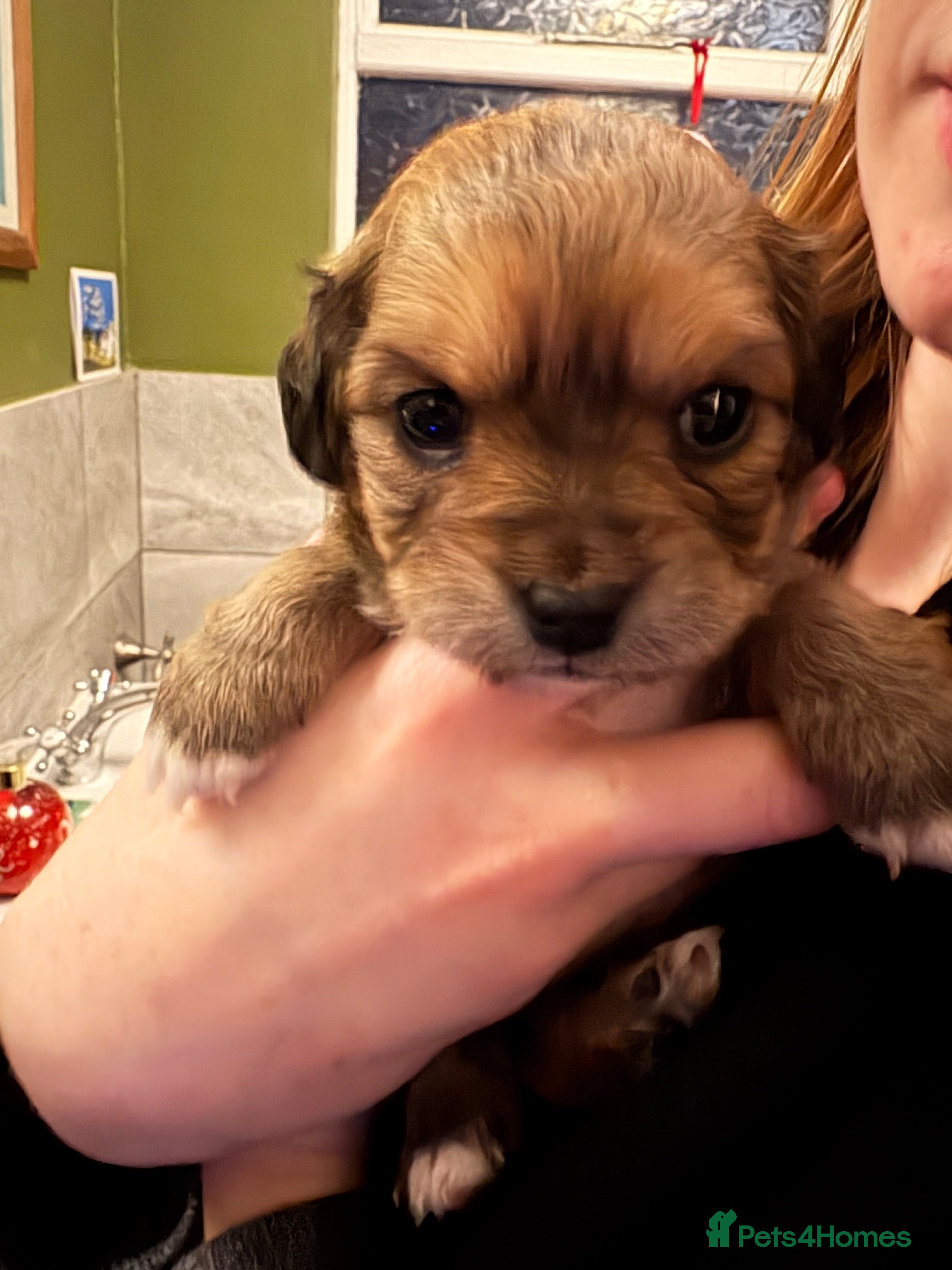 Mixed Breed dogs ONE beautiful girl left / Cavachon x Chihuahua - Advert 5