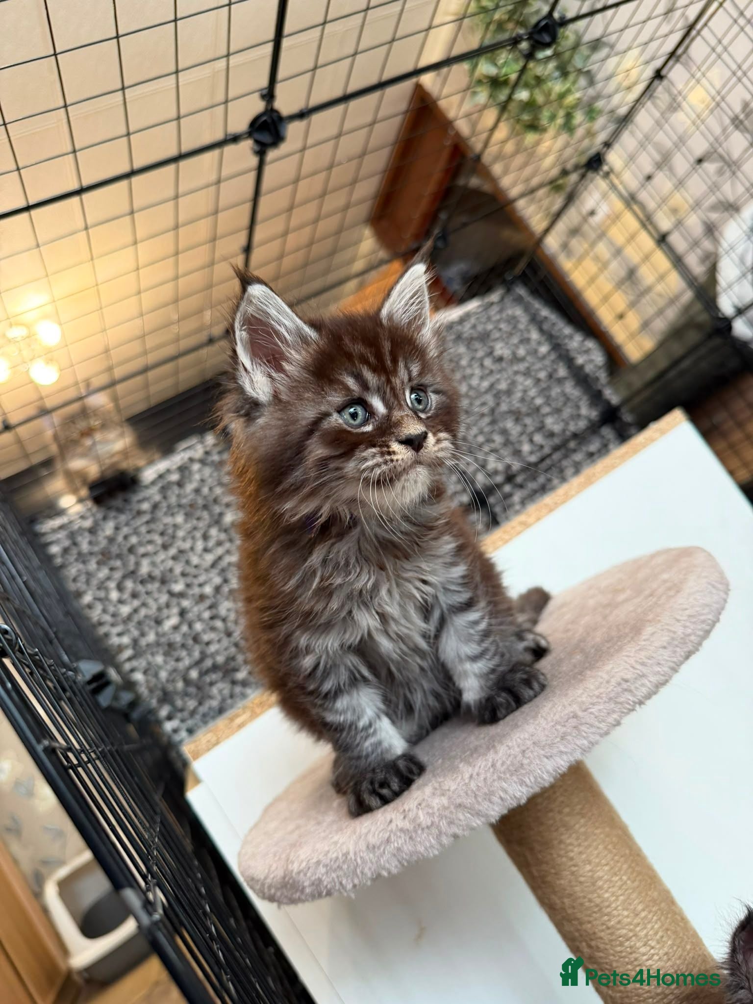 Maine Coon cats Maine Coon Registered TICA - Advert 1