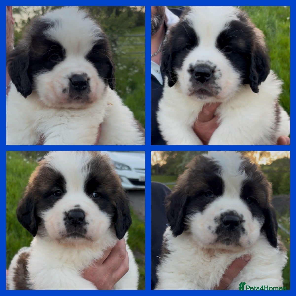 Saint Bernard dogs Chunky KC Reg Saint Bernard puppies for sale - Advert 1