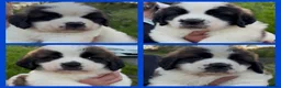 Saint Bernard dogs for sale: Chunky KC Reg Saint Bernard puppies for sale - Advert 1