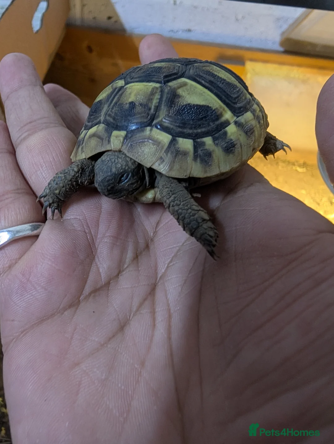 Tortoise reptiles for sale: Baby Tortoise 2025 Hatched  - Advert 9