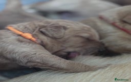Labradoodle dogs for sale: F1b Labradoodle puppies - Image 6