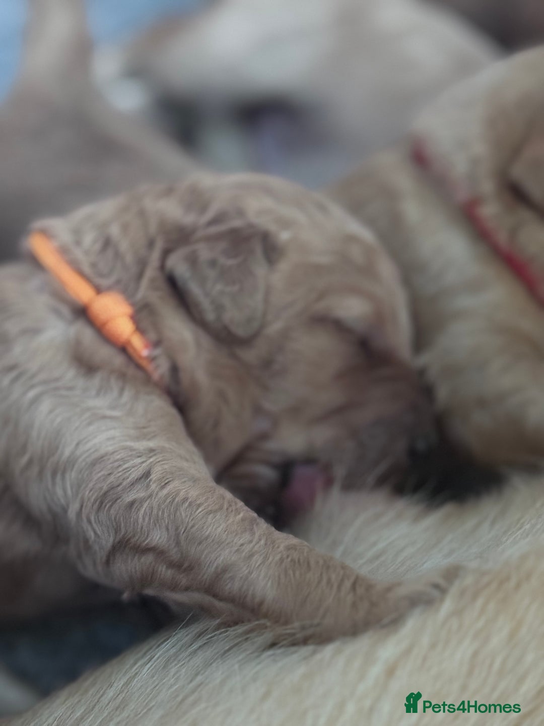 Labradoodle dogs for sale: F1b Labradoodle puppies - Image 6