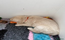 Golden Retriever dogs for sale: Golden Retriever Chunky Puppies for sale - Image 26
