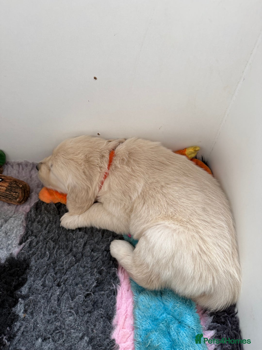 Golden Retriever dogs for sale: Golden Retriever Chunky Puppies for sale - Image 26