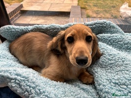 Miniature Dachshund dogs - Advert 3