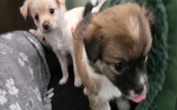 Pomchi dogs for sale: Amazing little Pomchi Pups - Image 8