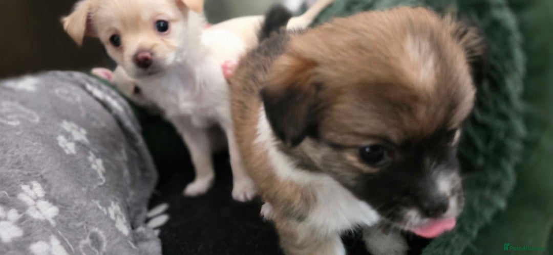 Pomchi dogs for sale: Amazing little Pomchi Pups - Image 8