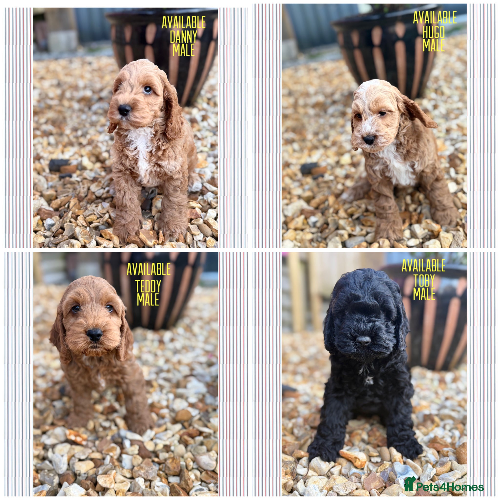 Cockapoo dogs F1 cockapoo puppies  - Advert 9
