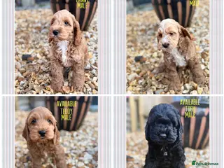 Cockapoo dogs F1 cockapoo puppies - Advert 9