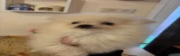 Pomeranian dogs for sale: Gorgeous male PomeranianS - Advert 2