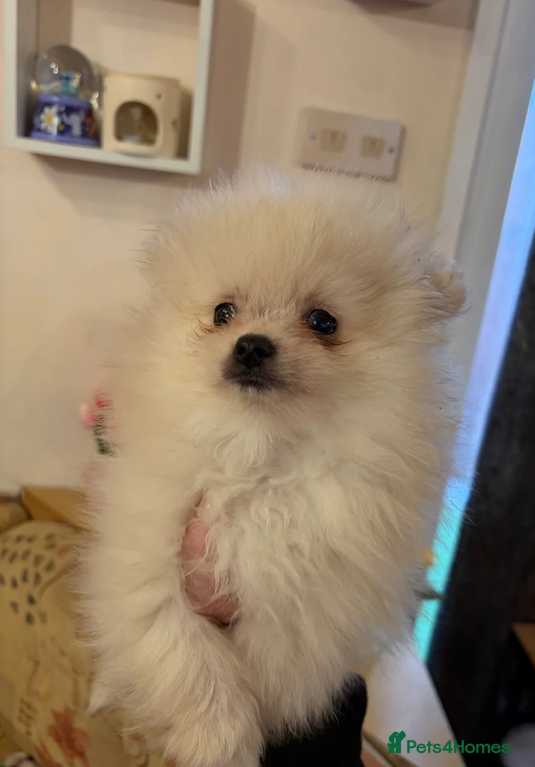 Pomeranian dogs for sale: Gorgeous male PomeranianS - Advert 2