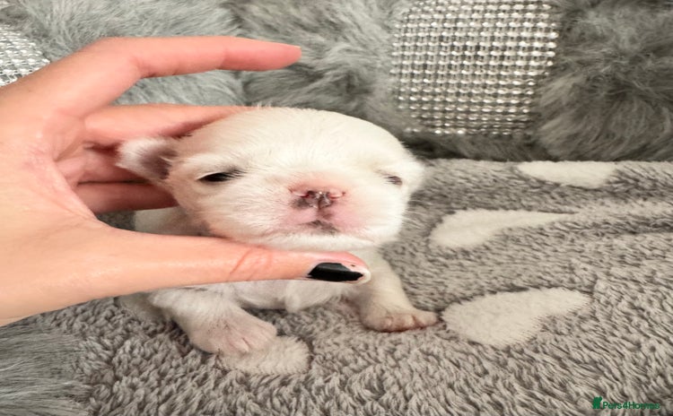 Maltese dogs - Advert 4