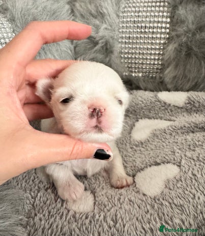 Maltese dogs - Advert 14