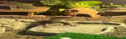 Monitor reptiles for sale: Ackie monitor  in Dudley - Advert 4